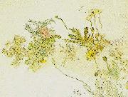 blommor- nyponros och backsippor Carl Larsson